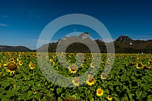 Sunflower Farm at Lopburi Province, Thailand