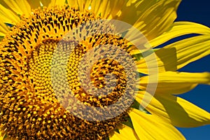 Sunflower Farm at Lopburi Province, Thailand