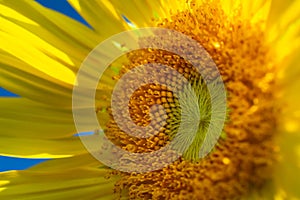 Sunflower Farm at Lopburi Province, Thailand