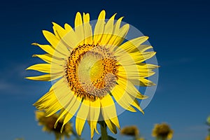 Sunflower Farm at Lopburi Province, Thailand