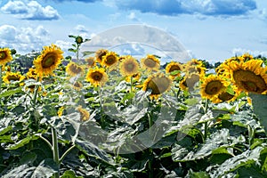 Sunflower farm in Michigan USA