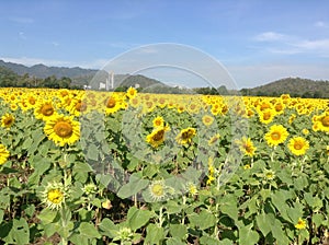 Sunflower farm