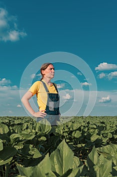 Sunflower farmer posing in field