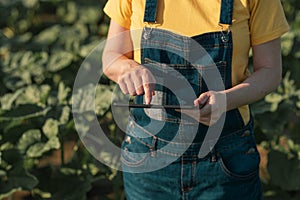 Sunflower farmer using tablet computer in crop field before blooming