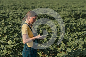 Sunflower farmer using tablet computer in crop field before blooming