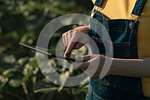 Sunflower farmer using tablet computer in crop field before blooming