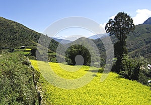 Sunflower farming scene from Central Bhutan