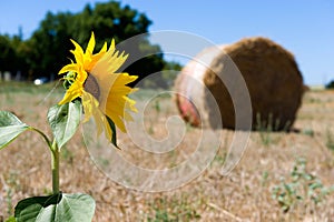 Sunflower on farmland