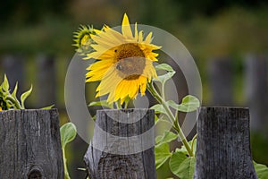 Sunflower and fence