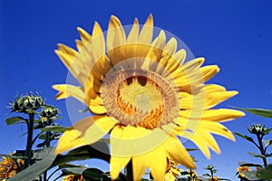 sunflower fiel argentina