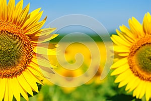 Sunflower field