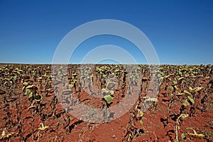 Sunflower field