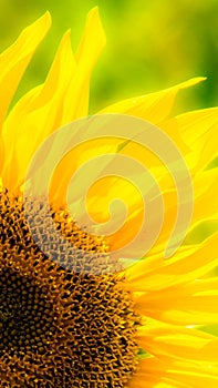 Sunflower in a field