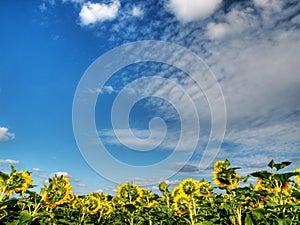 Sunflower field