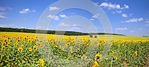 Sunflower field