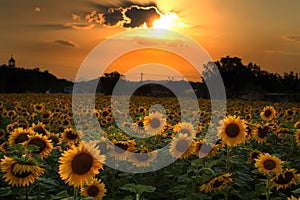 Sunflower field photo