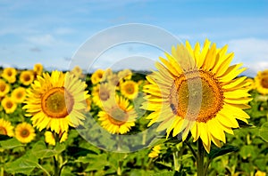 Sunflower field