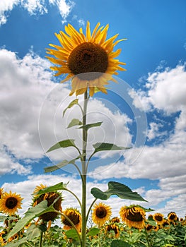 Sunflower field