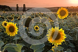 Sunflower field