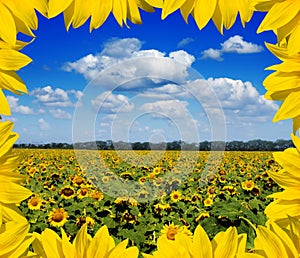 Sunflower field