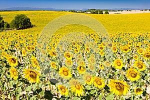 Sunflower field