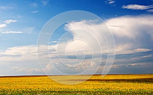 Sunflower field