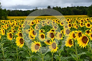 Sunflower Field