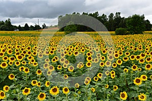 Sunflower Field