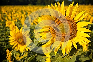 Sunflower in field