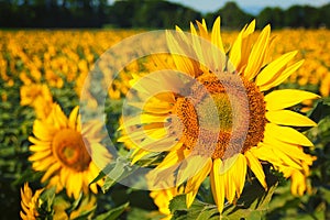 Sunflower in field