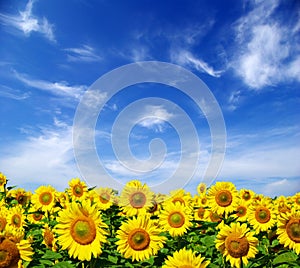 Sunflower field