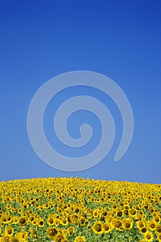 Sunflower Field