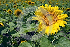 Sunflower field