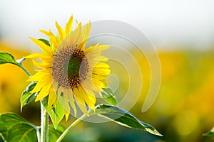 Sunflower field