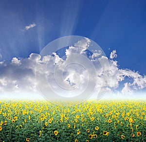 Sunflower field