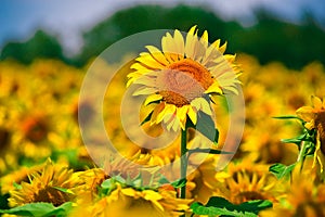 Sunflower in Field photo