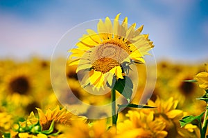 Sunflower in Field