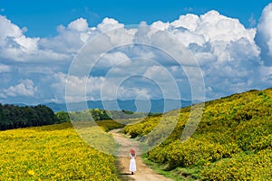 Sunflower field