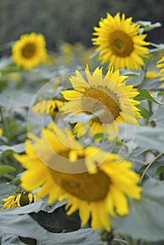 Sunflower field.