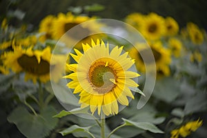 Sunflower field.