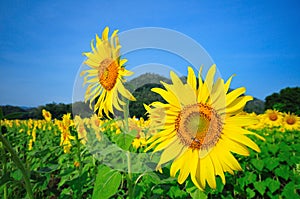 Sunflower field