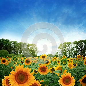 Sunflower field