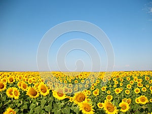 Sunflower field photo