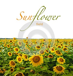 Sunflower field