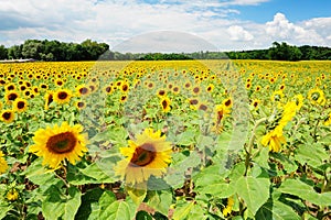 Sunflower field