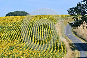 Sunflower field