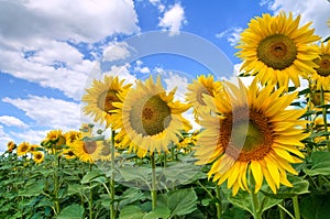 Sunflower field.