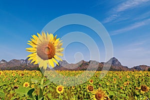 Sunflower field