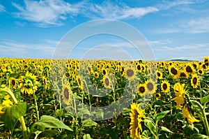 Sunflower field