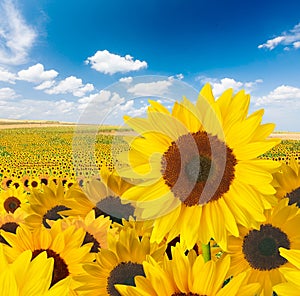 Sunflower Field